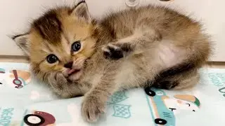 Kitten Kiki tries to wash her paws after feeding without mom cat
