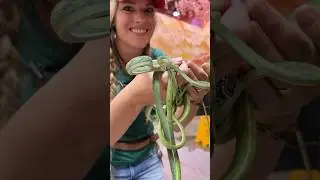 How many snakes do you think she is holding? 🐍 #vinesnake #snake #reptile