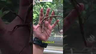 You Won't Believe What This TWIG Really Is  #unique #animals