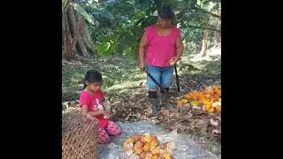 ROTARY CLUB OF LIMON: INDIGENOUS WOMEN COCOA FARMERS