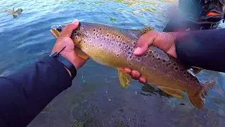 Pesca de Trucha Marr&oacute;n en Lago VERDE con MOSCA - PATAGONIA ARGENTINA ***