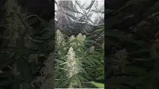 3 Top Buds on One Stem &ndash;Northern Lights x Blueberry x Ruderalis Mutation
