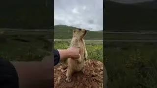 marmot compilation    Cute 😍😍 #shorts #elvishyadav #trendingreels #instagram #car #reels