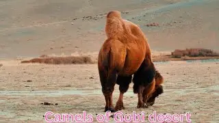 Gobi desert and double-hump camel| Their humps store fat, not water