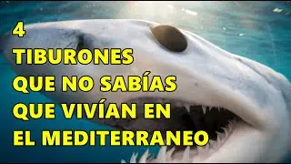 Top 4 tiburones del mediterráneo ( parte 2 )