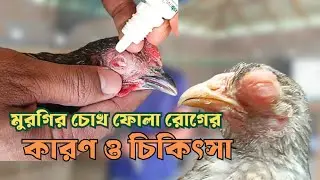 এক ভিডিওতে মুরগির চোখ ফোলা রোগের সম্পুর্ন চিকিৎসা ।।Taazbi agro।। #মুরগির_খামার #মুরগিরখামার 