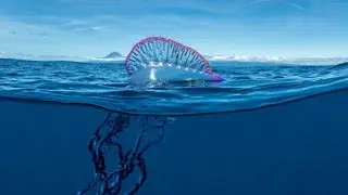 Portuguese Man O'war, The Colorful Siphonophore
