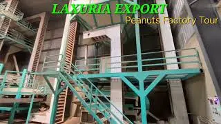 Peanut Processing | Ground Nut To Peanut Processing | Peanuts 🥜 Factory Tour @LAXURIAEXPORT