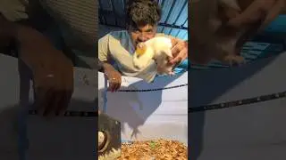ஏலி குட்டி Wire ha கடிச்சிட்டு❌🤦🏻&zwj;♂️#petsvlog #petsvedios #petsvlogger #guineapig #gunieapig #yt