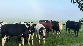 IRELAND. Irish village frosty fresh morning in a country side. Satisfying vibes. 