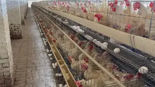 Collection Murgi Hen Harvesting Egg On Poultry Farming | Poultry Farming Business |( Part 27
