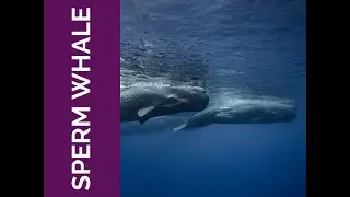 Sperm Whale Meaning: Balance, Adaptability & Self-Determination (Spirit Animal, Power Animal, Totem)