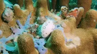 Nudibranch | Scuba Diving in Thailand | Samea San | Travel