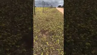 Spring wild flowers at West Moto Park