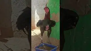peru cross kodi punju for sale ##nature vlogs kodi