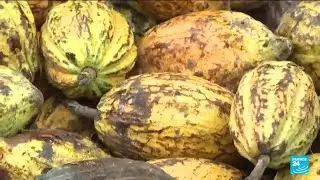Salon du chocolat à Paris : quelle rémunération des producteurs de cacao en Afrique ?