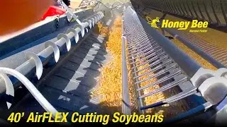 40' AirFLEX Demo | Peas | Case IH 8250 | Sioux Valley, Manitoba