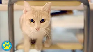 5 Easy Hacks Your Cat Will Love