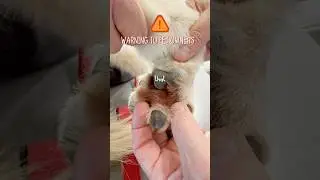 😢 Мой пёс постоянно лизёт лапы! #уходзапитомцами #собаки #владелецсобаки