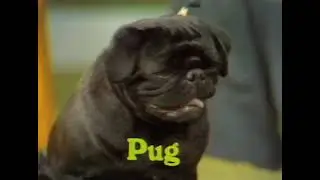 Vincent Price and His Pug