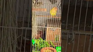 Cremino and Blue pair of love Most amazing pair to see @CaptiveLove #birds #lovebirds #follow