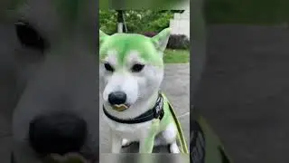 Green Dog || #shorts #dogshorts