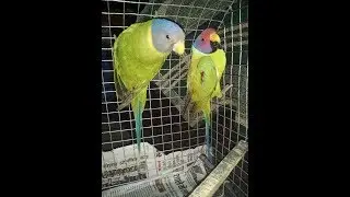 My Young Plum Head Male trying to Talk & Copy Ringneck Parrot voice