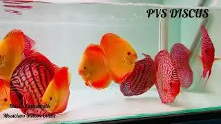 Red Heckel discus | yellow diamond| Imported discus | #discusfish #importedfish #aquarium 