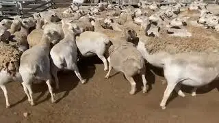 2020 purple tag white Dorper ewes