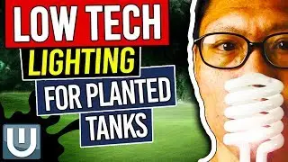 Low Light Options for Planted Tanks &ndash; Planted Aquarium Lighting Guide &ndash; Part 5