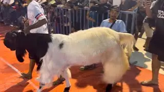 Loading the bigest jamunapari goat stud in bakra show 2025