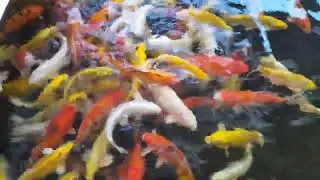 Koi, brocaded carp, Cyprinus rubrofuscus