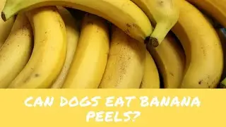 Can Dogs Eat Banana Peels and Are Banana Peels Toxic to Dogs?