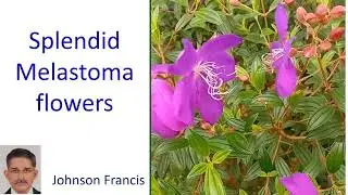 Splendid Melastoma flowers