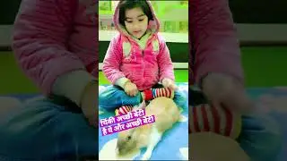 #funny#cuteanimals #mycuterabbit #pet #cuterabbit#rabbit#bunny #cuteanimal#bunnyofinstagram#shorts