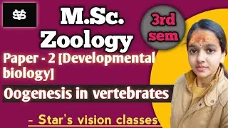 Oogenesis in vertebrates/developmental biology/msc zoology/msc 3rd sem zoology/star's vision classes