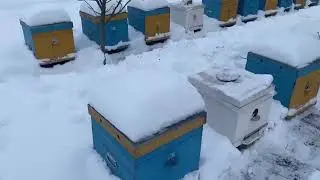 29 февраля.зимовка продолжается.