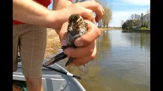 Hunting for pike !! (poor bird!!) Long point bay May 15th