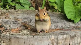 Cat Food Thief Caught Red Handed!
