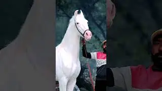The beauty of horse #horsefarms