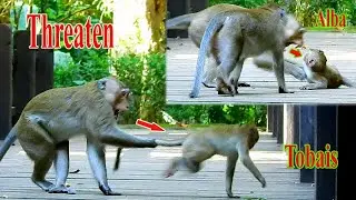 ARON IS VERY BAD KING MONKEY ALWAY THREATEN TINY MONKEY ALBA & TOBAIS