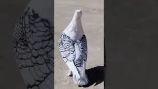 MashaAllah Sentient Pigeon ❤️.  Subscribe My channel 💜
