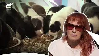 Маленькая девочка спасла тонущую собаку из канавы | Питбули и условно-досрочно освобожденные, 4 с...