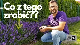 Co zrobić z lawendy - praktyczne pomysły