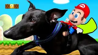 Mario's Furriest Friend...!?