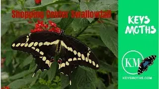 Shopping Center Swallowtail