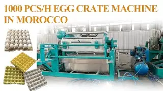 1000pcs/h Egg Tray Molding Machine In Morocco for Making Plain Egg Cartons #eggcarton #pulptray