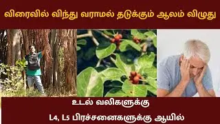 ஆண்மைக்கு பலம் சேர்க்கும் ஆலம் விழுது | 