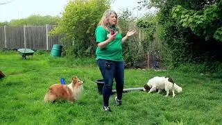 Garden Agility: #7 Pivot vs Ketschker