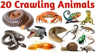 रेंगने वाले जानवरों के नाम सीखें | 20 Crawling Animals Names in English for Kids Vocabulary Learning